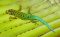 /album/fotogalerie-dalsi-druhy-felzum/phelsuma-cepediana-jpg/